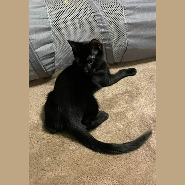 Photo of South   Meet Me At The Adoption Day 28/2