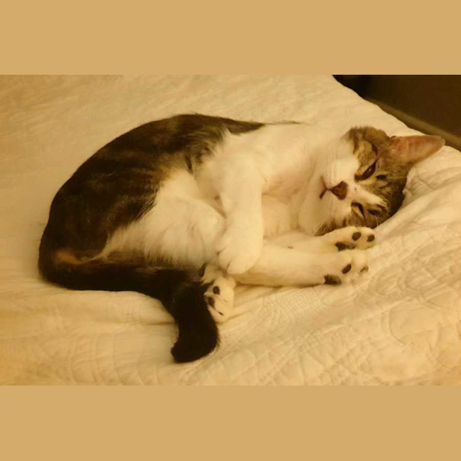 Photo of Chester