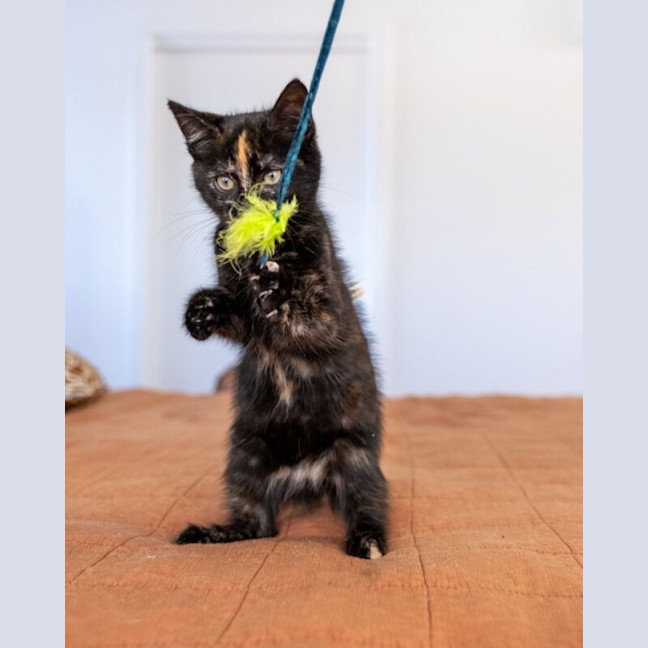 Photo of Tilly