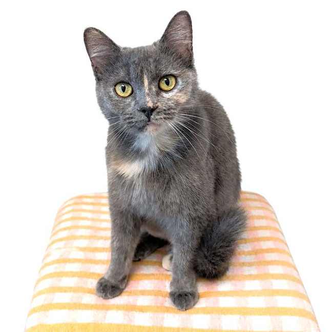 Photo of Princess Sprinkles