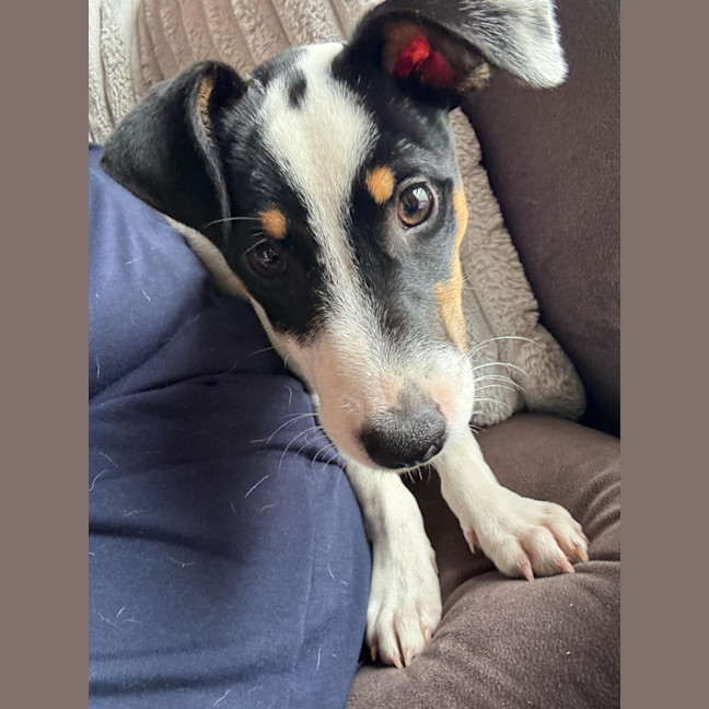 Photo of Andy   5 Month Old Jack Russell X Fox Terrier (Tri