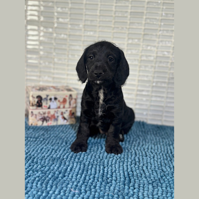 Photo of Daisy