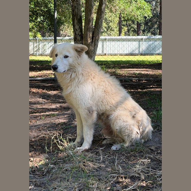 Photo of Caesar