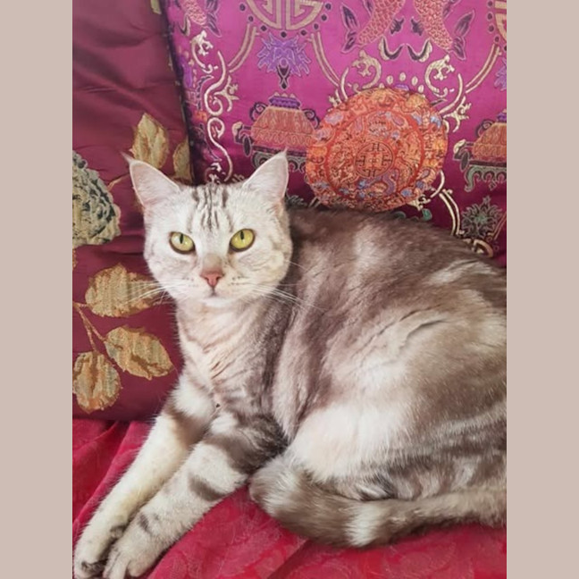 Photo of Mochi