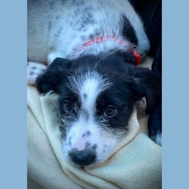 Photo of Piper