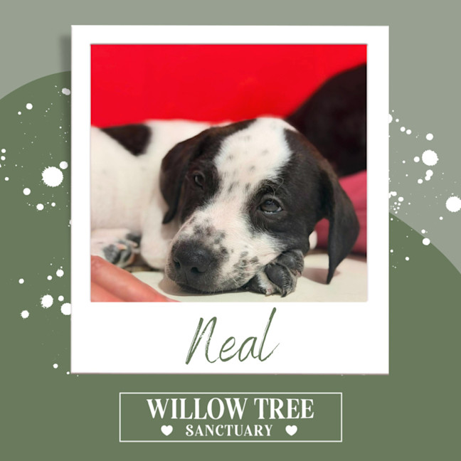 Photo of Neal
