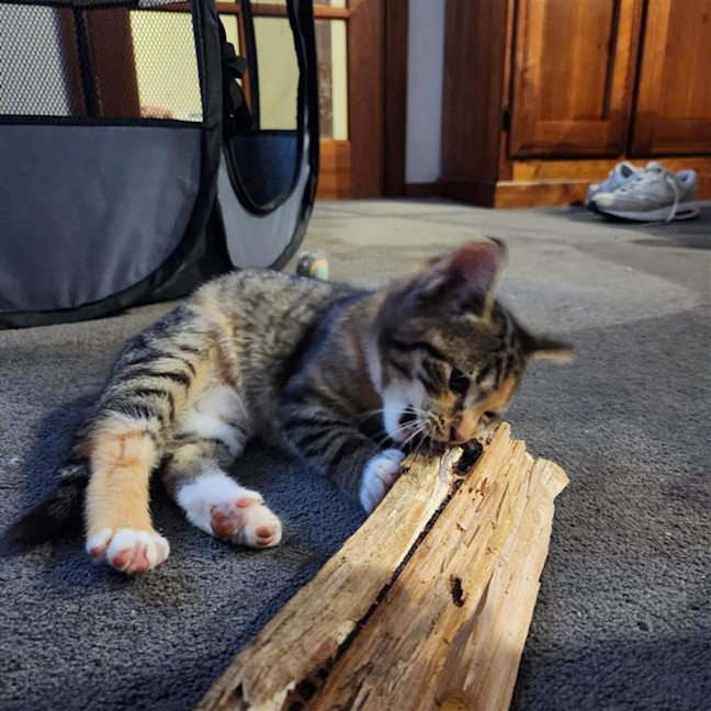 Photo of Dorito