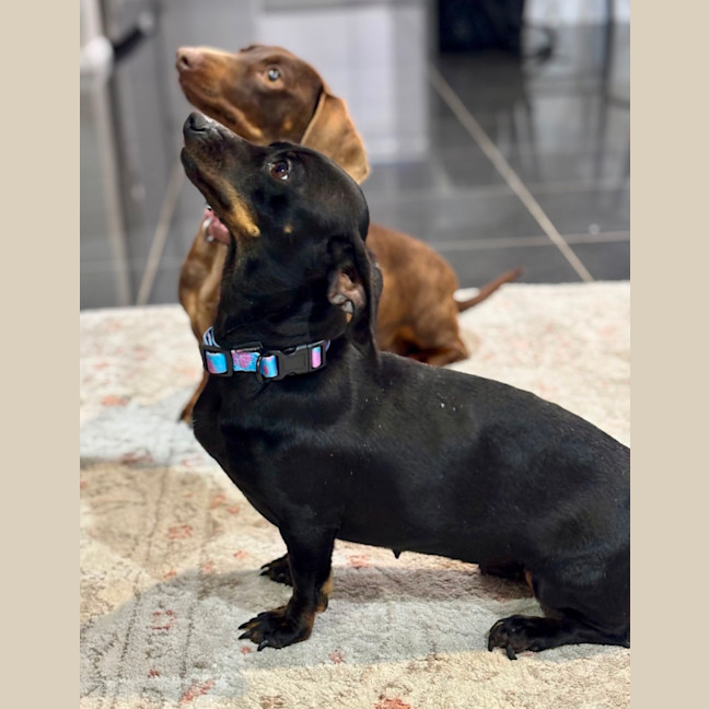 Photo of Chilli
