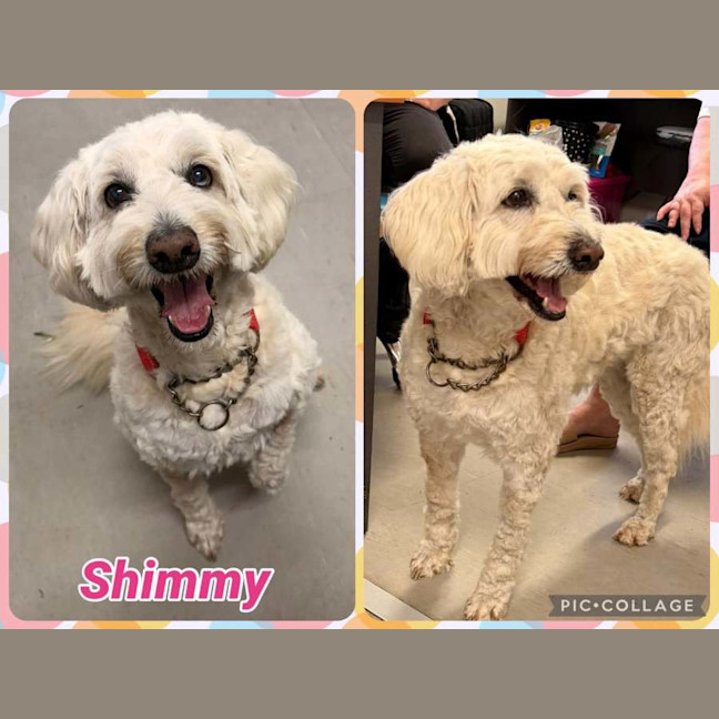 Photo of Shimmy