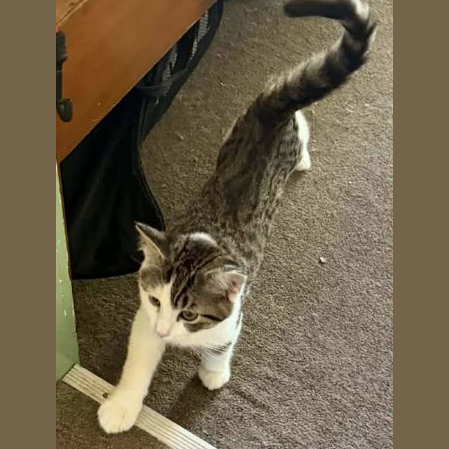 Photo of Smudge