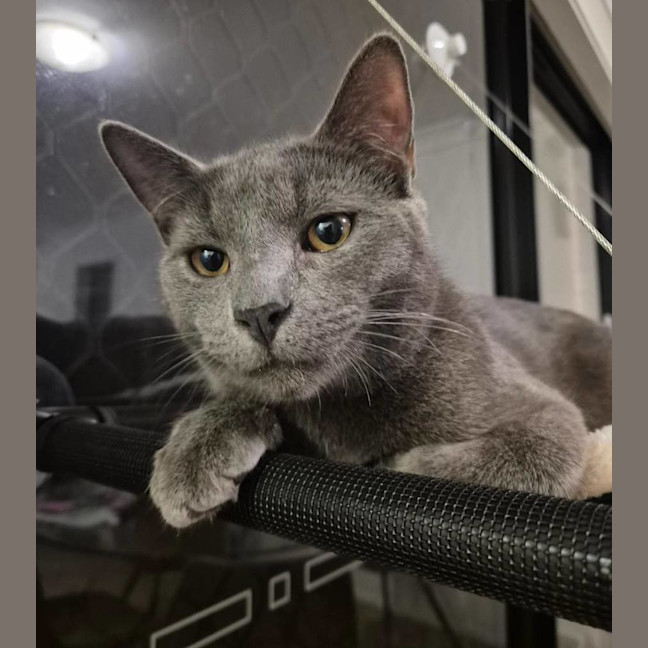 Photo of Lint