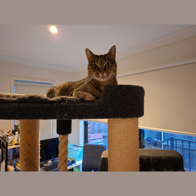 Photo of Dot