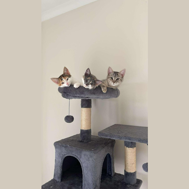 Photo of Maxi Meet Me@Petstock Keysborough Store