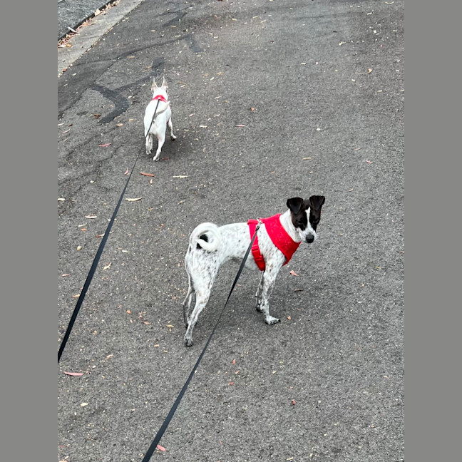 Photo of Latte And Oreo