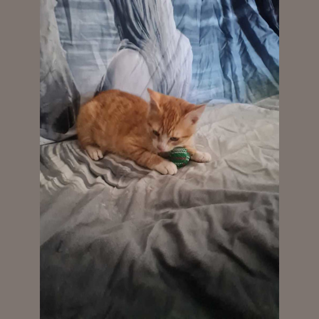 Photo of Cheeto