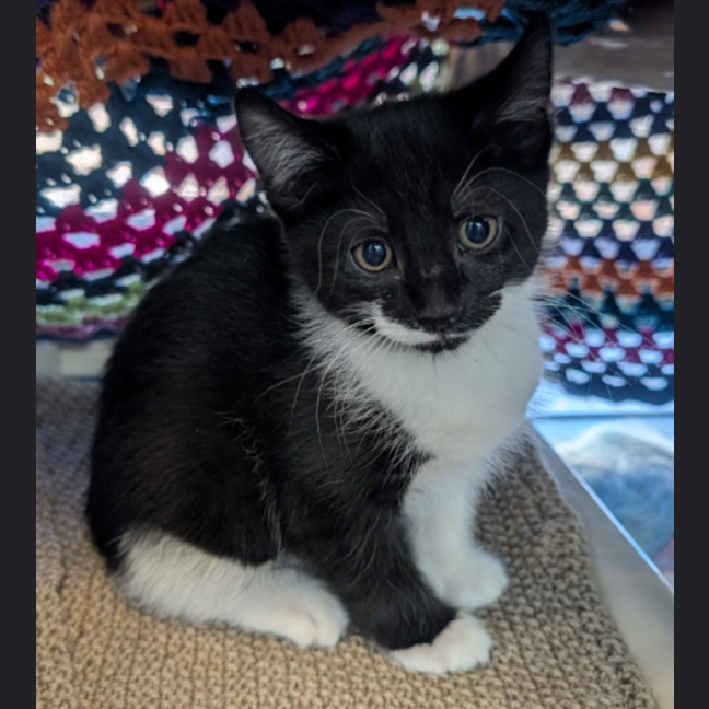 Photo of Romeo (Binx Valentine Bourke)