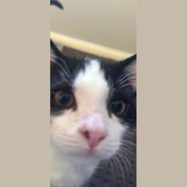 Photo of Melon