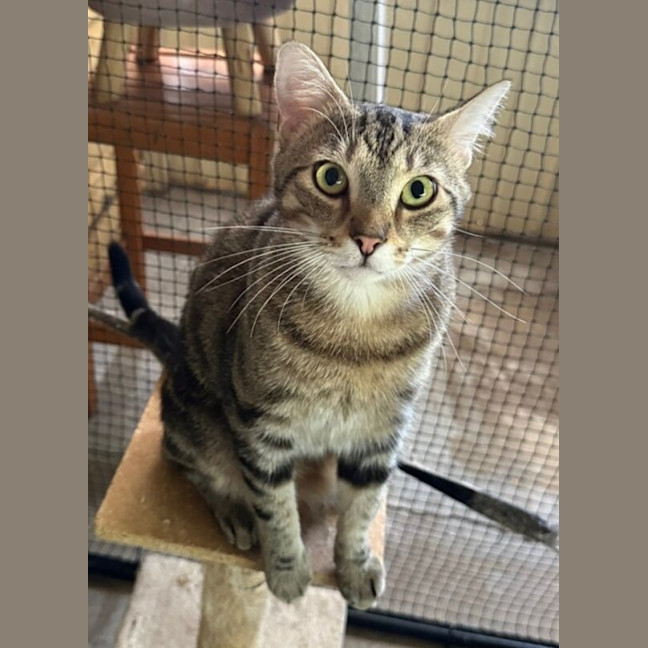 Photo of Tuppence