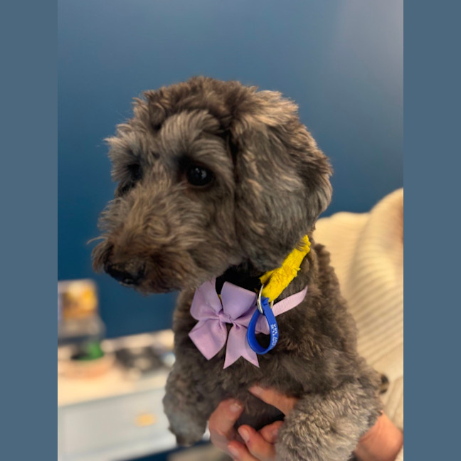 Photo of Nora   14 Month Old Dachshund X Poodle