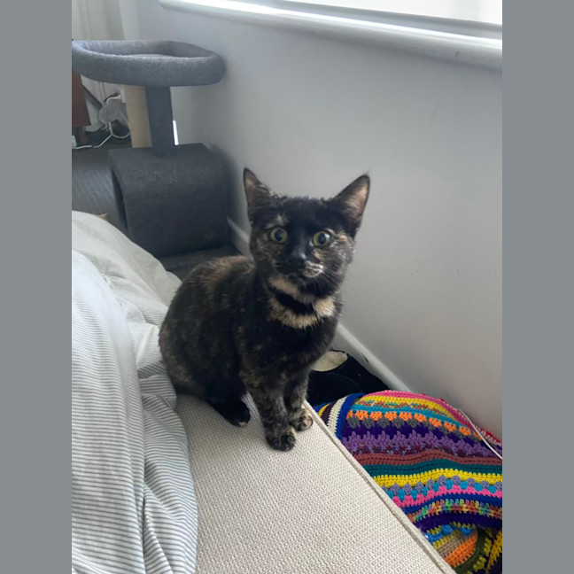 Photo of Zelda