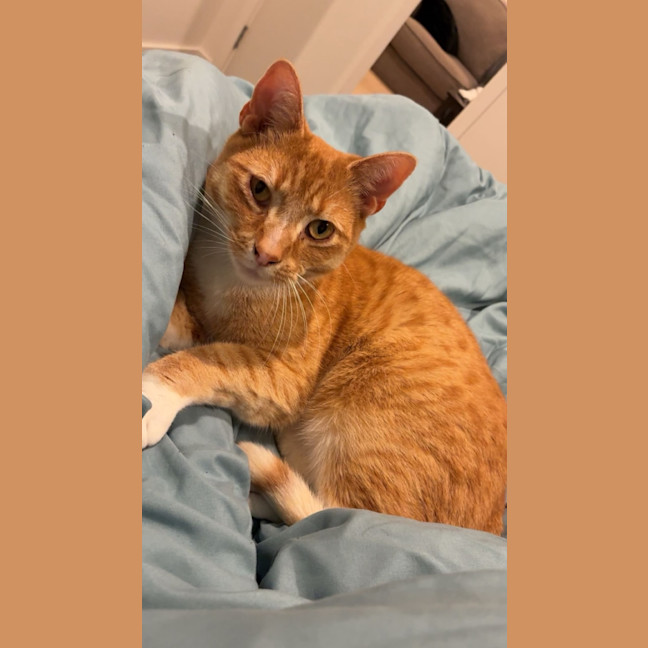 Photo of Martin **2nd Chance Cat Rescue**
