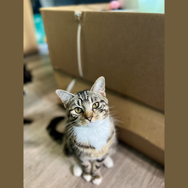 Photo of Poppy