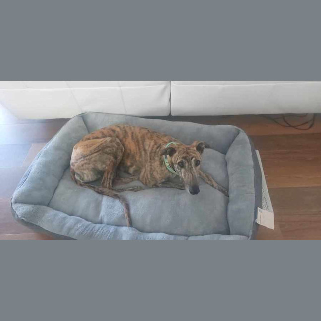 Photo of Fifty, The Greyhound