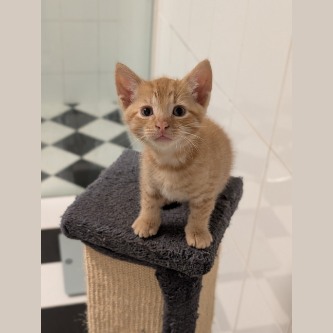 Photo of Bagel