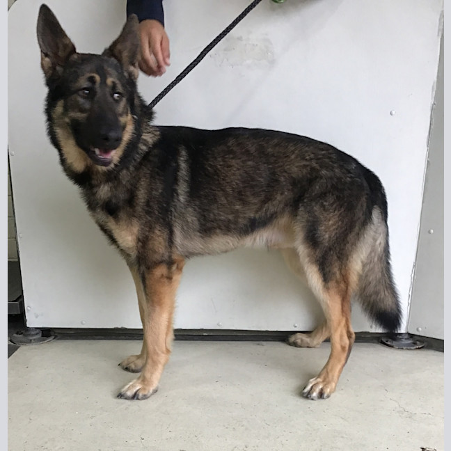 Photo of Koda