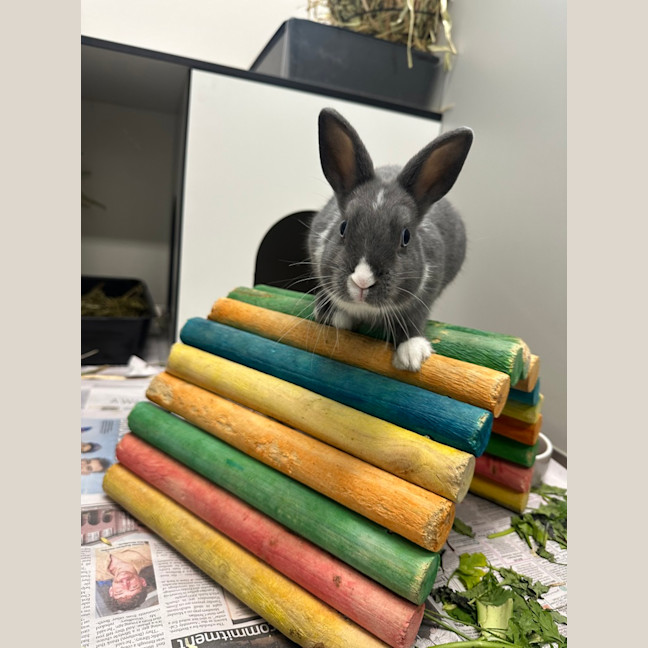 Photo of Muffin