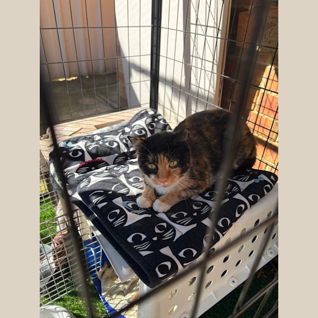 Photo of Cleo