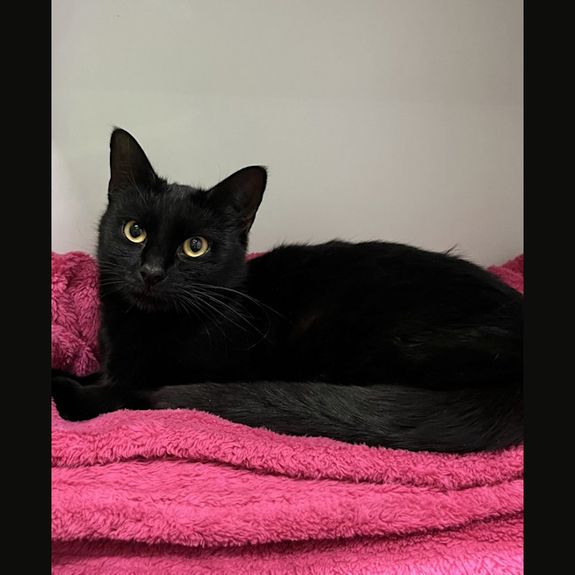 Photo of Shadow