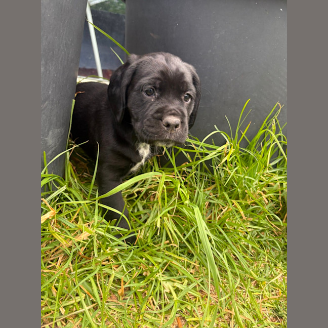 Photo of Sadies Litter