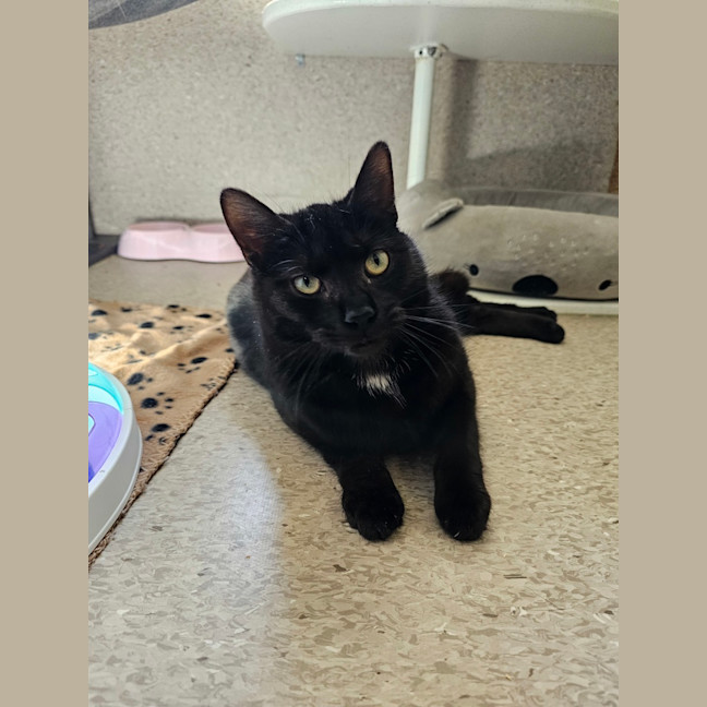 Photo of Lord Farquaad