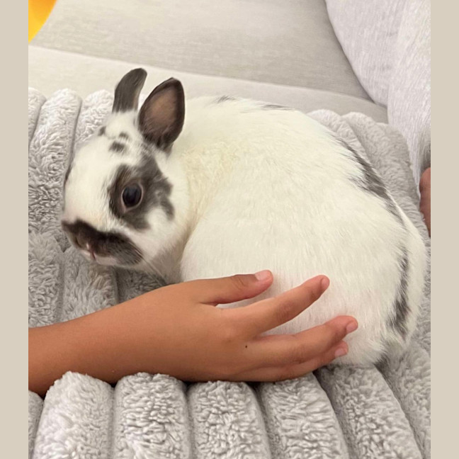 Photo of Lilly 