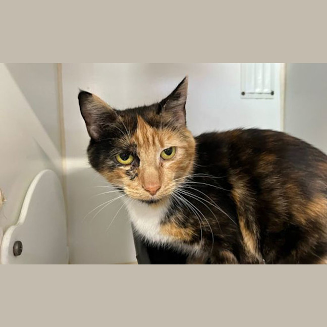 Photo of Timtam
