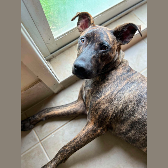Photo of Scoobie 