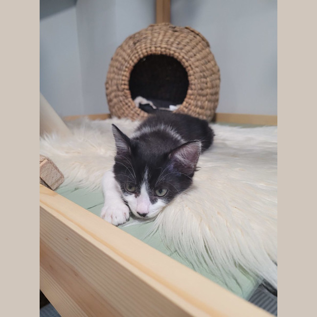 Photo of Winter  Available From 20/1