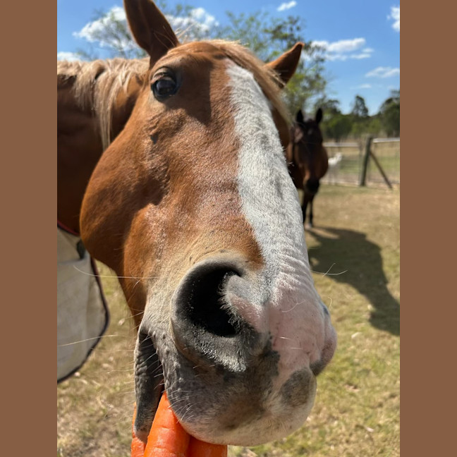 Photo of Big Red