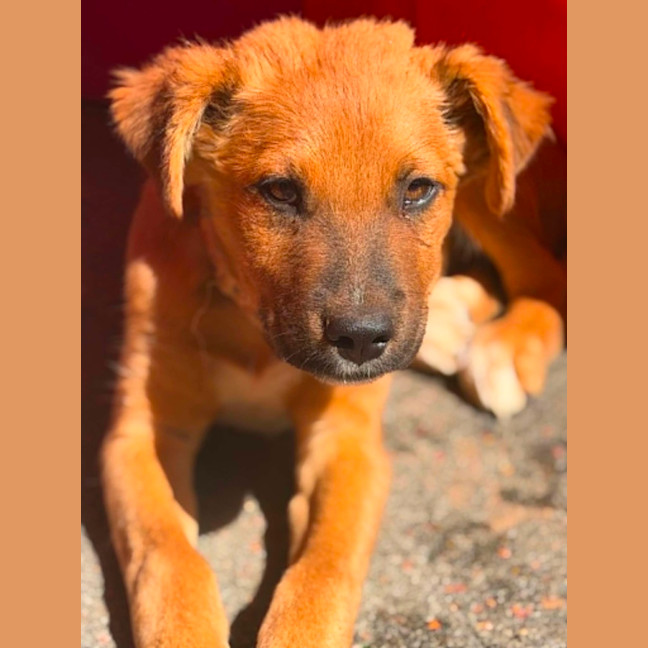 Photo of Jet Lee