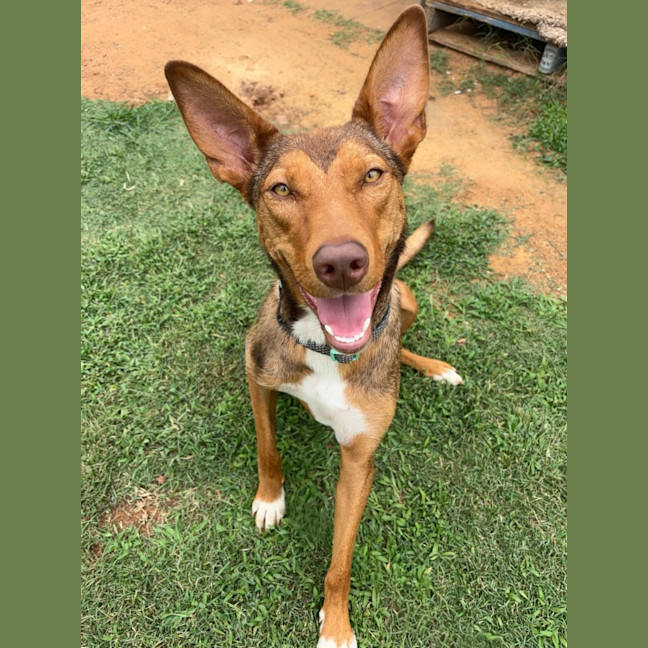 Photo of Cookie
