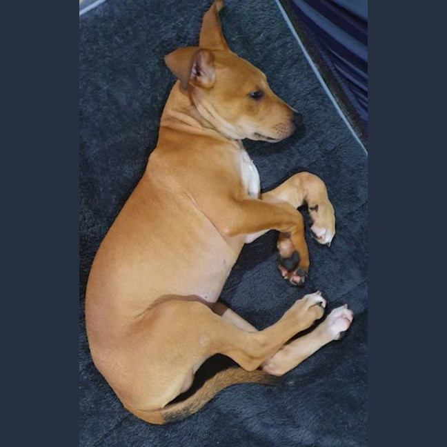 Photo of Nacho