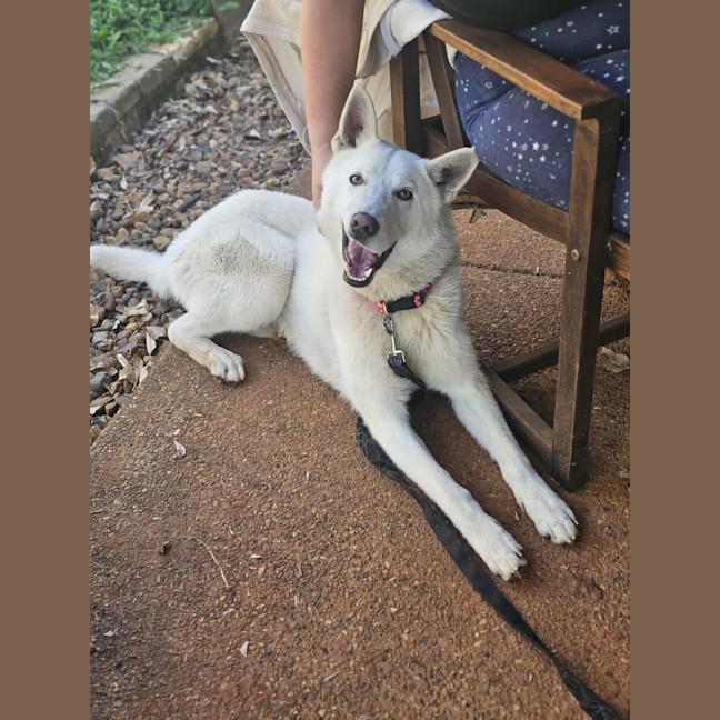 Photo of Juno
