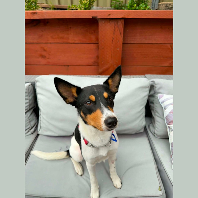 Photo of Sooky   1 Year Old Mini Foxie X