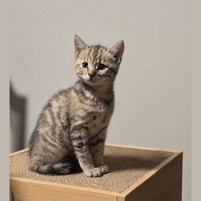 Photo of Honey