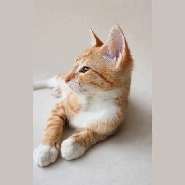 Photo of Maverick 