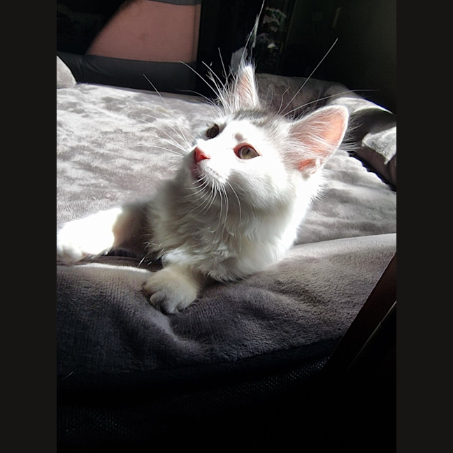 Photo of ❄️❄️blizzard❄️❄️