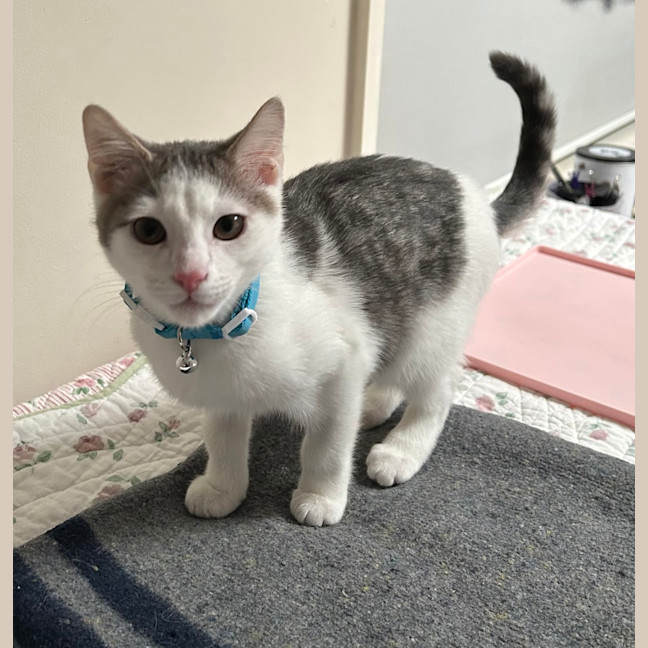 Photo of Oleander (Ollie)