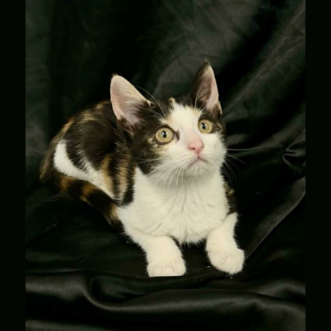 Photo of Sassy Cassy