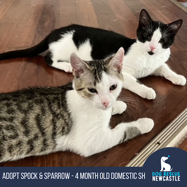 Photo of Spock & Sparrow   5 Month Old Domestic Short Hair